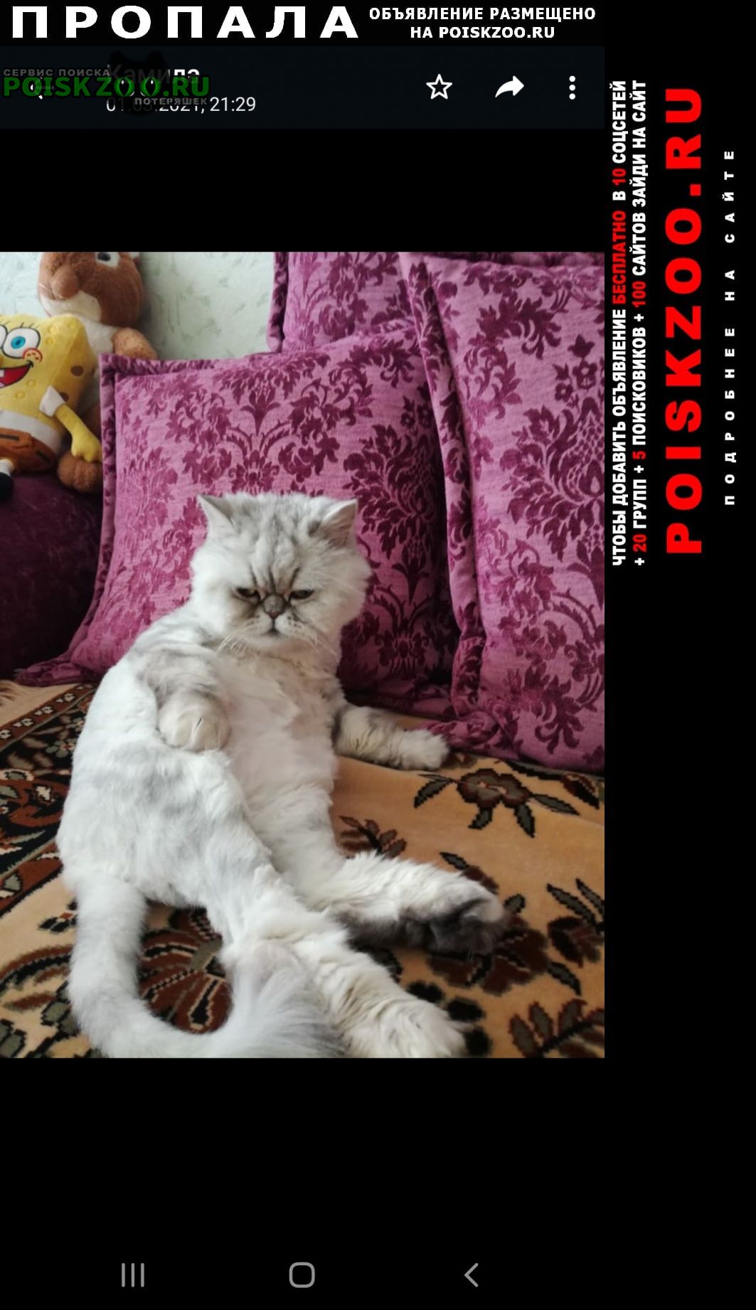 Пропала кошка район зигзага, нашедшему- вознаграждение Уральск Западно-Казахстанская обл.