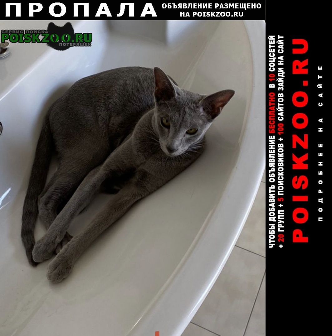 Ставрополь Пропала кошка