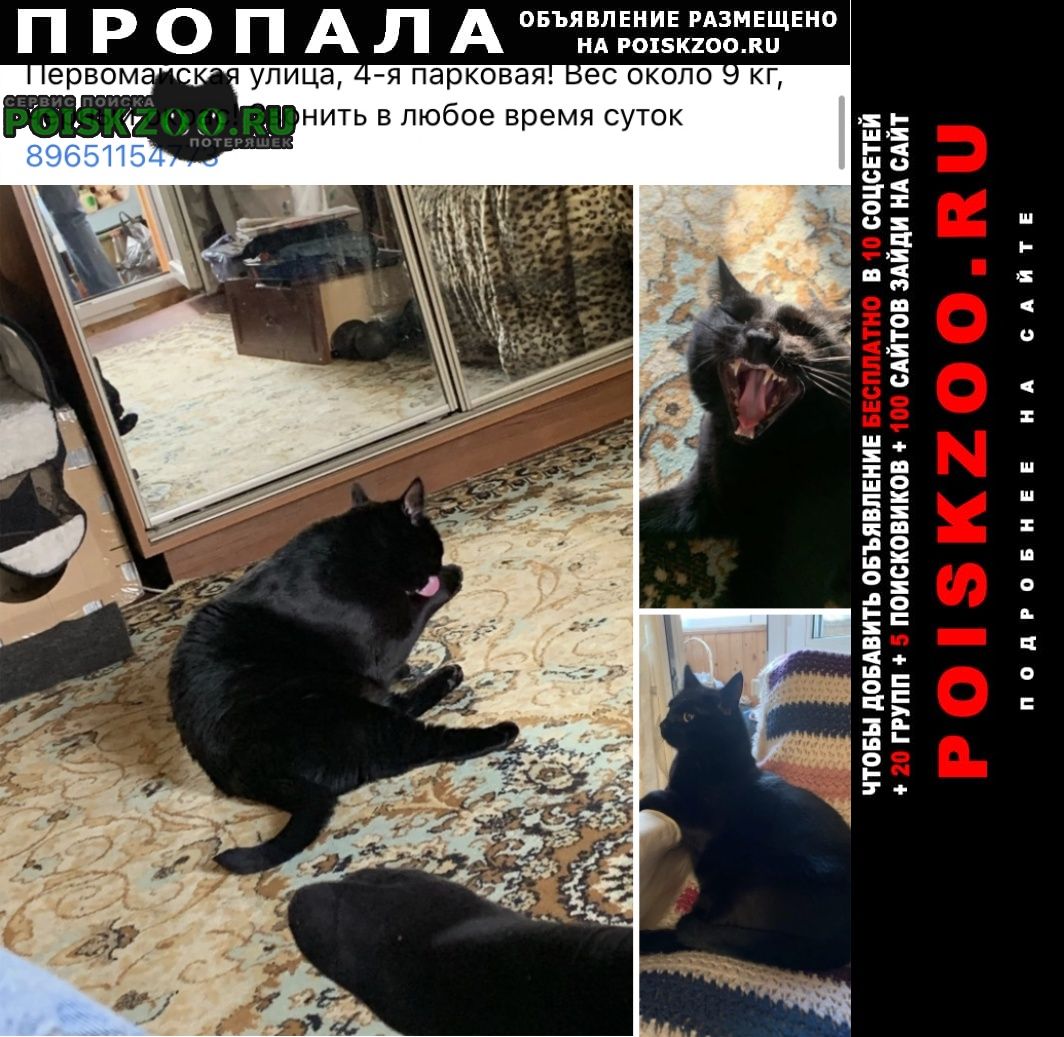 Пропал кот черный кот измайлово Москва
