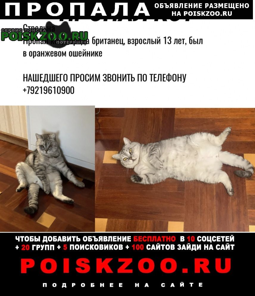 Пропал кот Петродворец