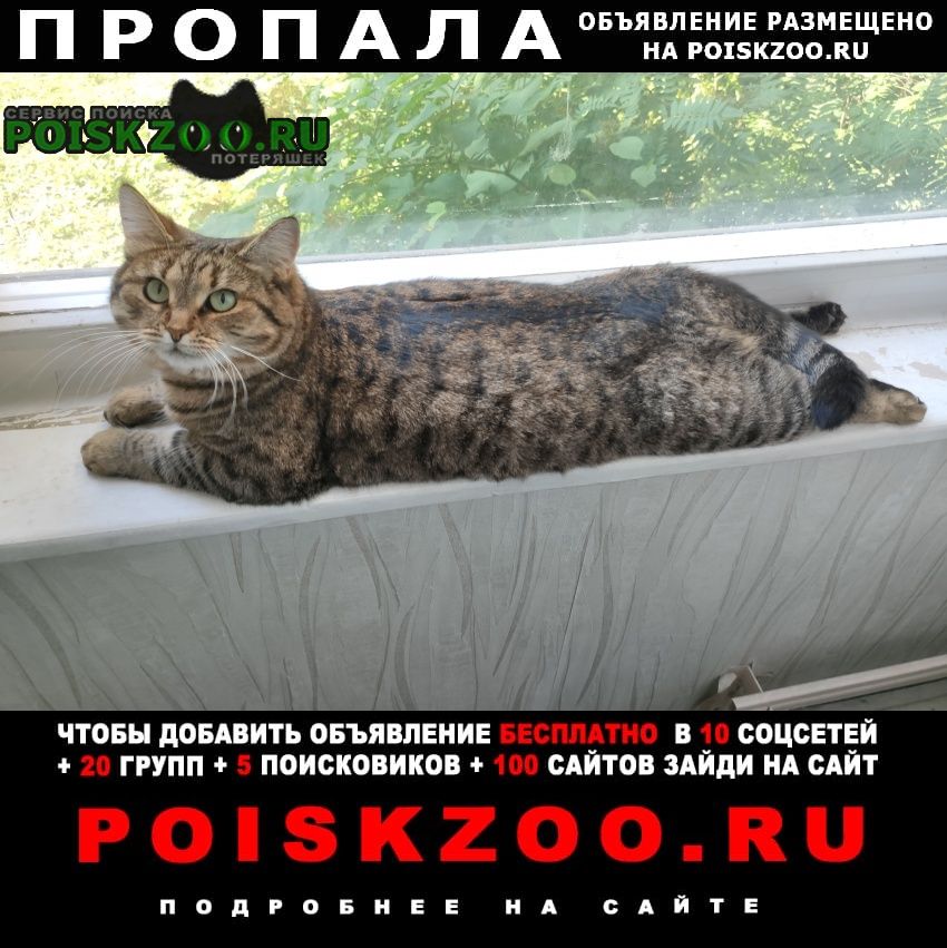 Москва Пропала кошка ул.новая, з.дегунино, ховрино