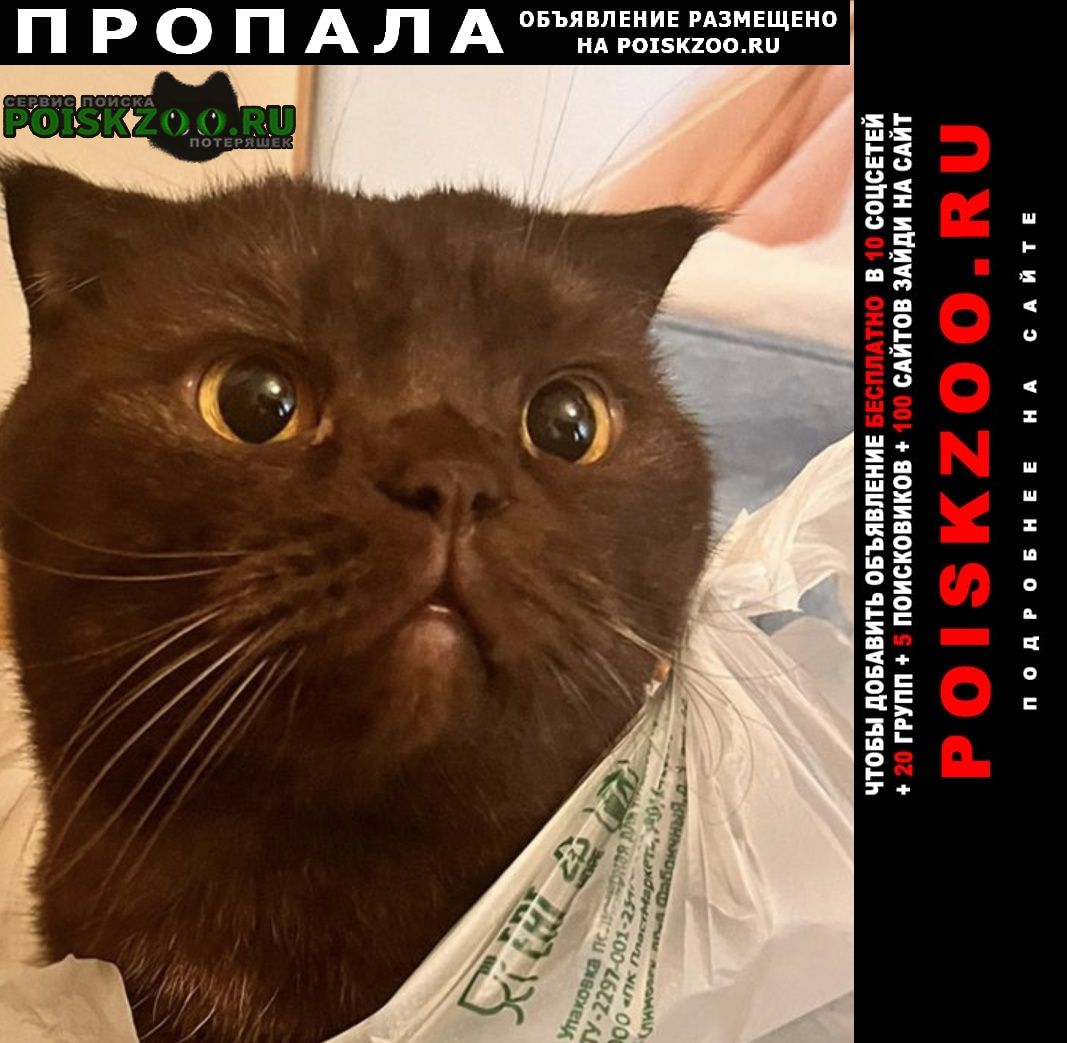 Пропала кошка кот ул.озерная 27 Москва