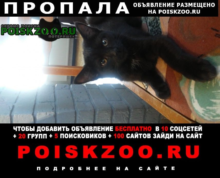 Пропал кот в районе ул. кирилла россинского Краснодар