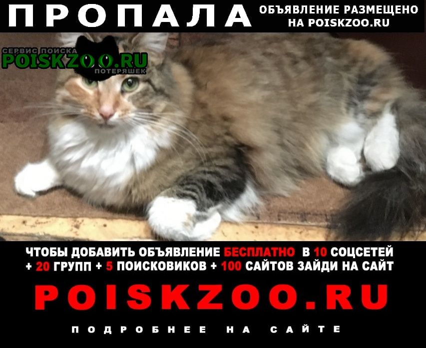 Красногорск Пропала кошка в частном секторе павшино.