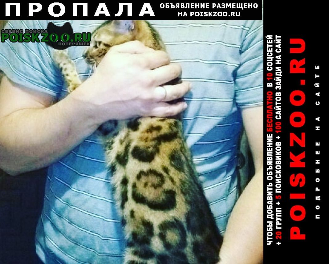 Пропала кошка бенгалочка Пятигорск