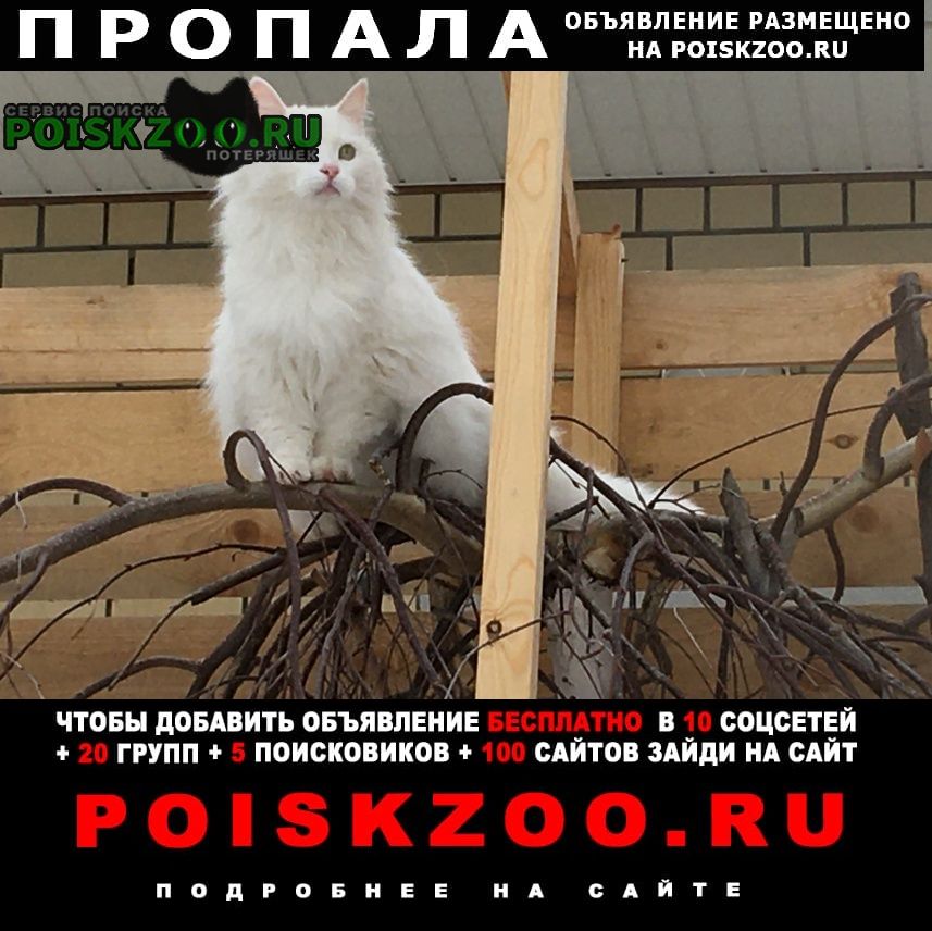 Саратов Пропала кошка