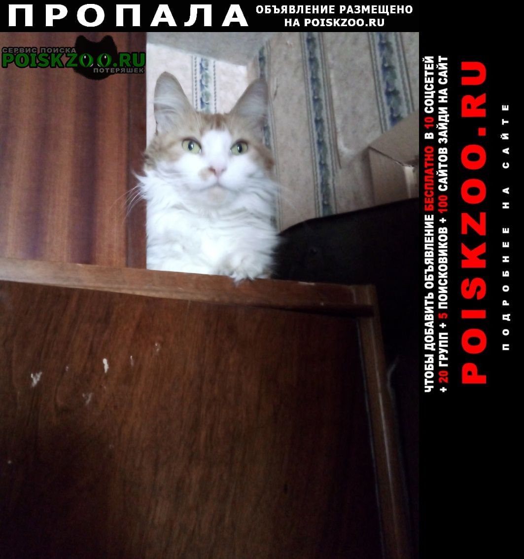 Калининград (Кенигсберг) Пропала кошка