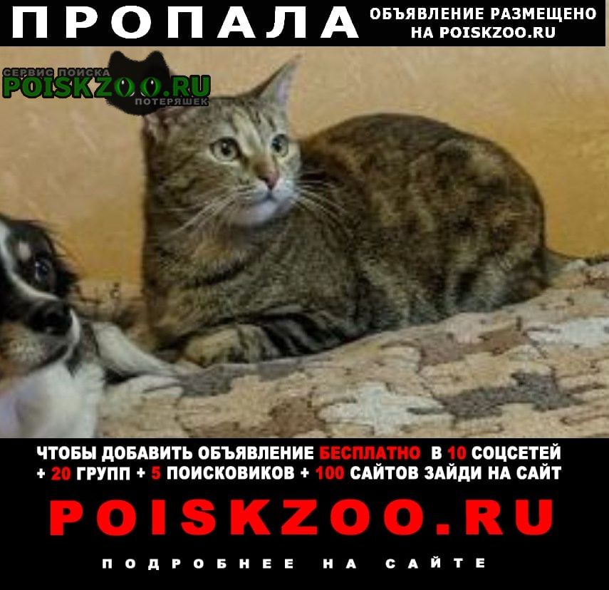 Казань Пропала кошка пожалуйста помогите