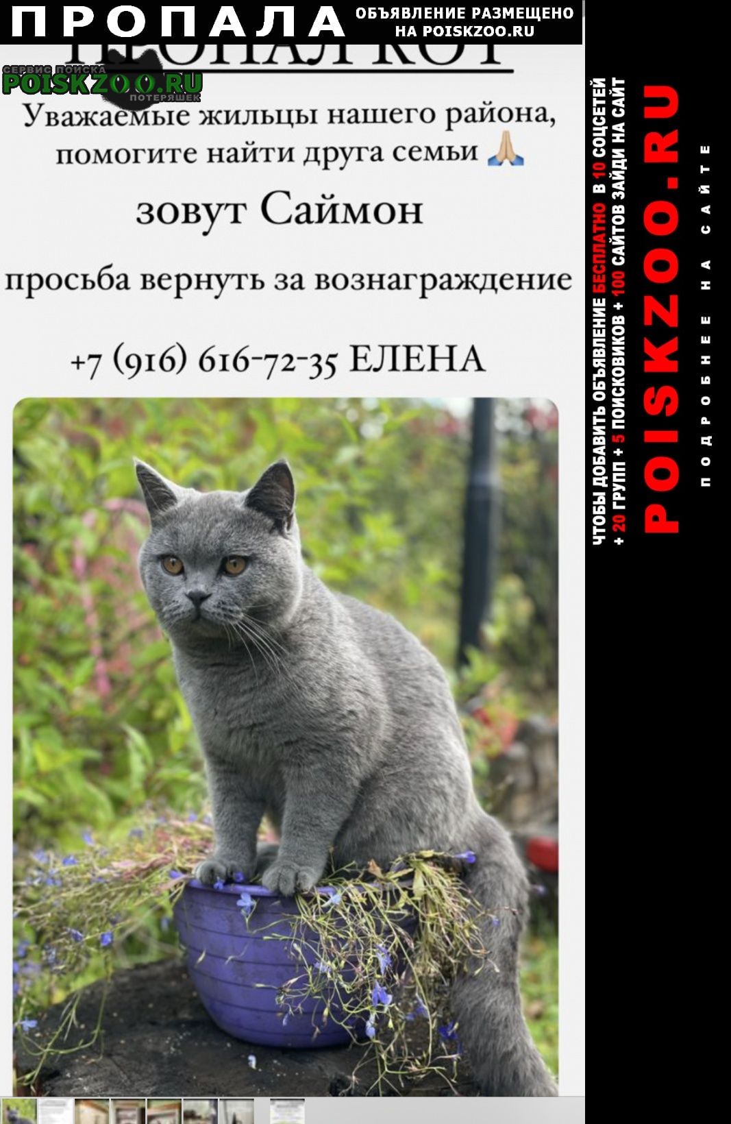 Москва Пропал кот британской голубой породы
