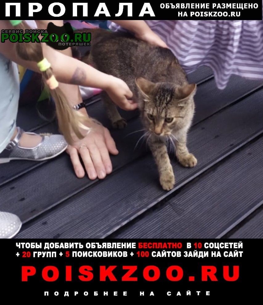 Санкт-Петербург Пропала кошка белоостров