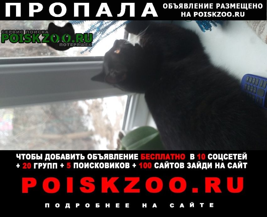 Ростов-на-Дону Пропал кот чёрный кот