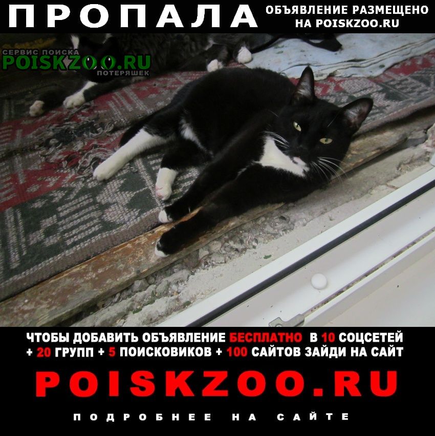 Пропала кошка помогите найти Челябинск