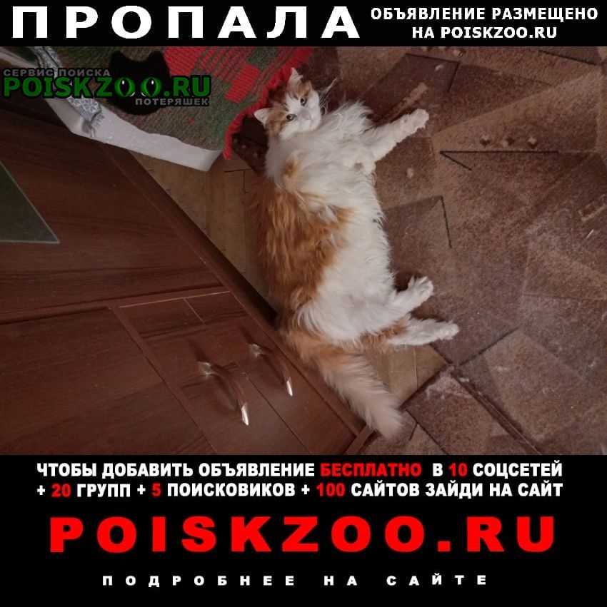 Санкт-Петербург Пропала кошка пропажа