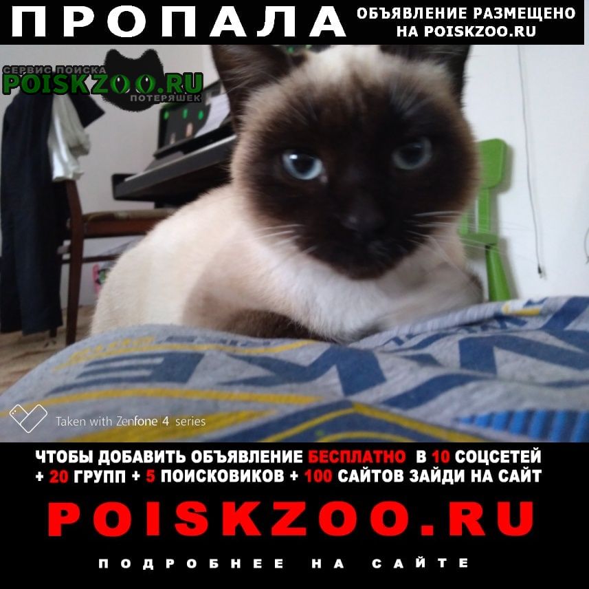 Калининград (Кенигсберг) Пропала кошка в п. дружный гурьевского р-на