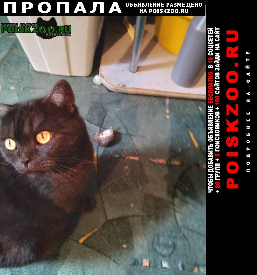 Пропала кошка Ленинск-Кузнецкий
