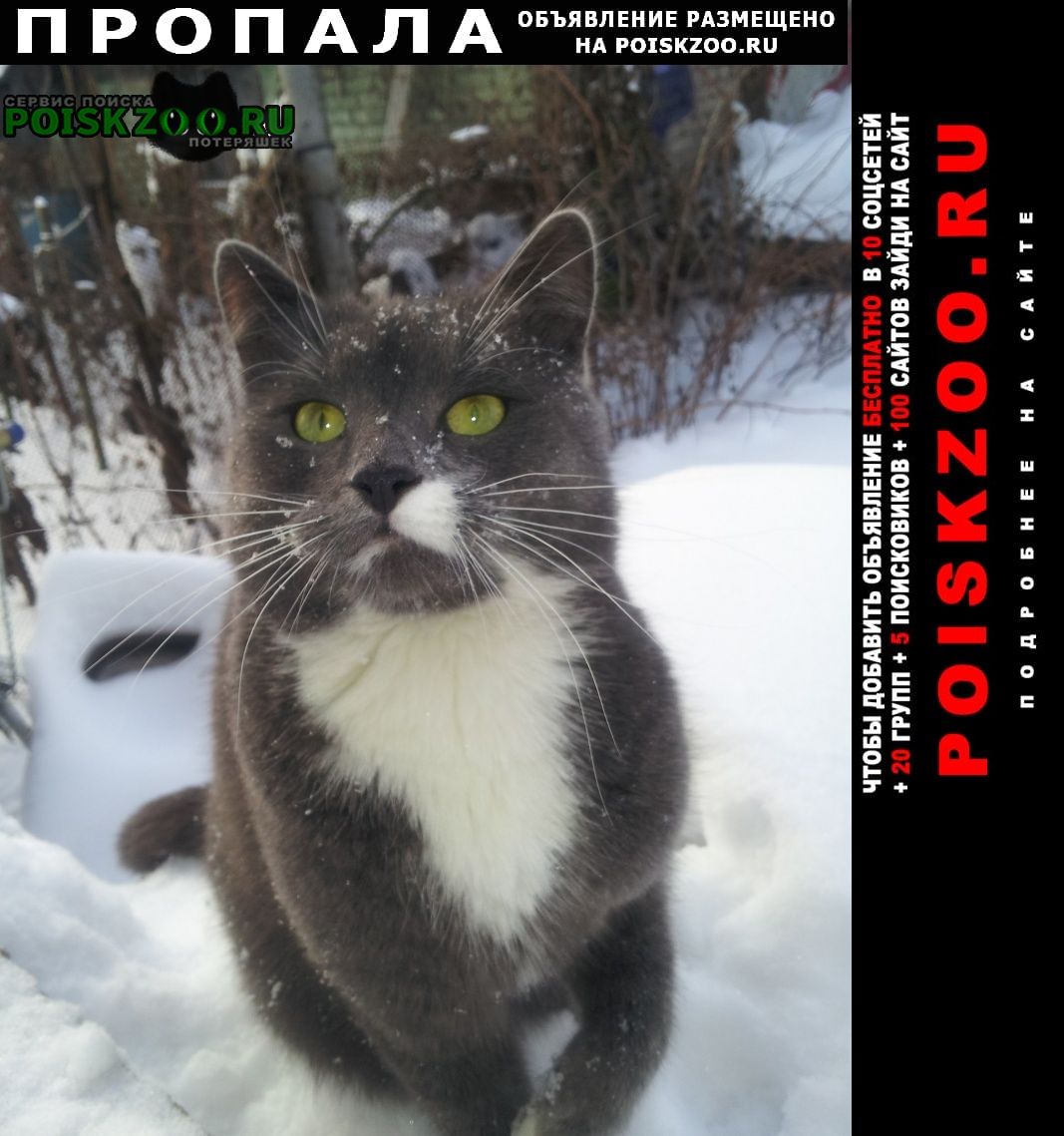 Пропал кот поселок чкалово, московская область Томилино