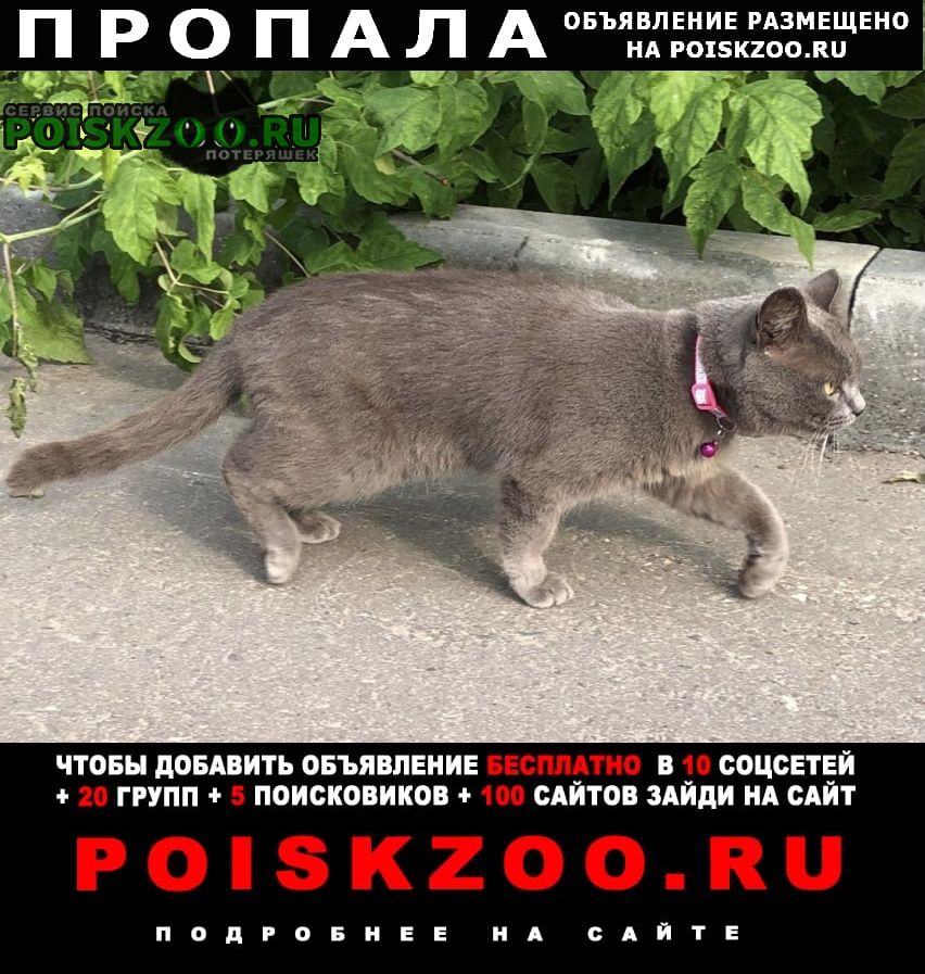 Пропала кошка розовый ошейник Орехово-Зуево
