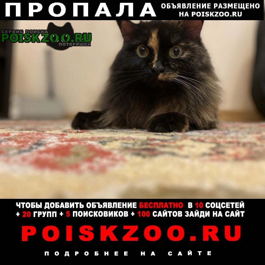Васильево Пропала кошка