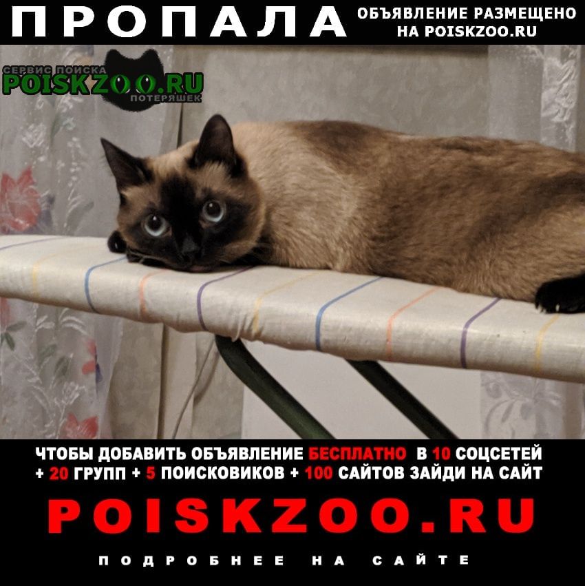 Пропал кот Новокузнецк