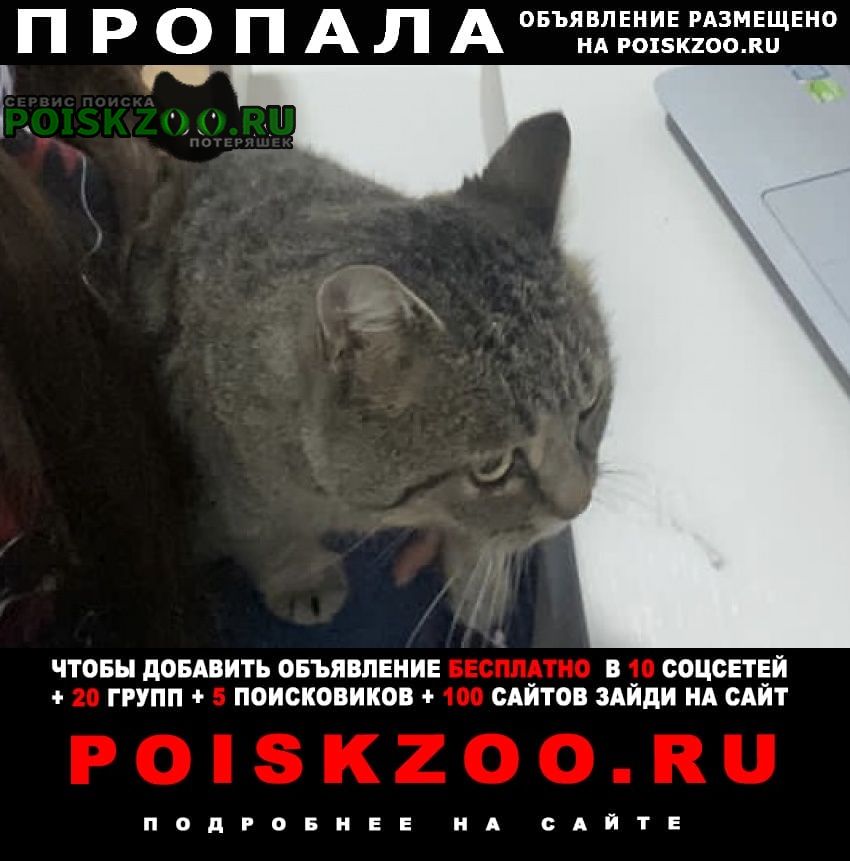 Пропала кошка кот в е Новокубанск