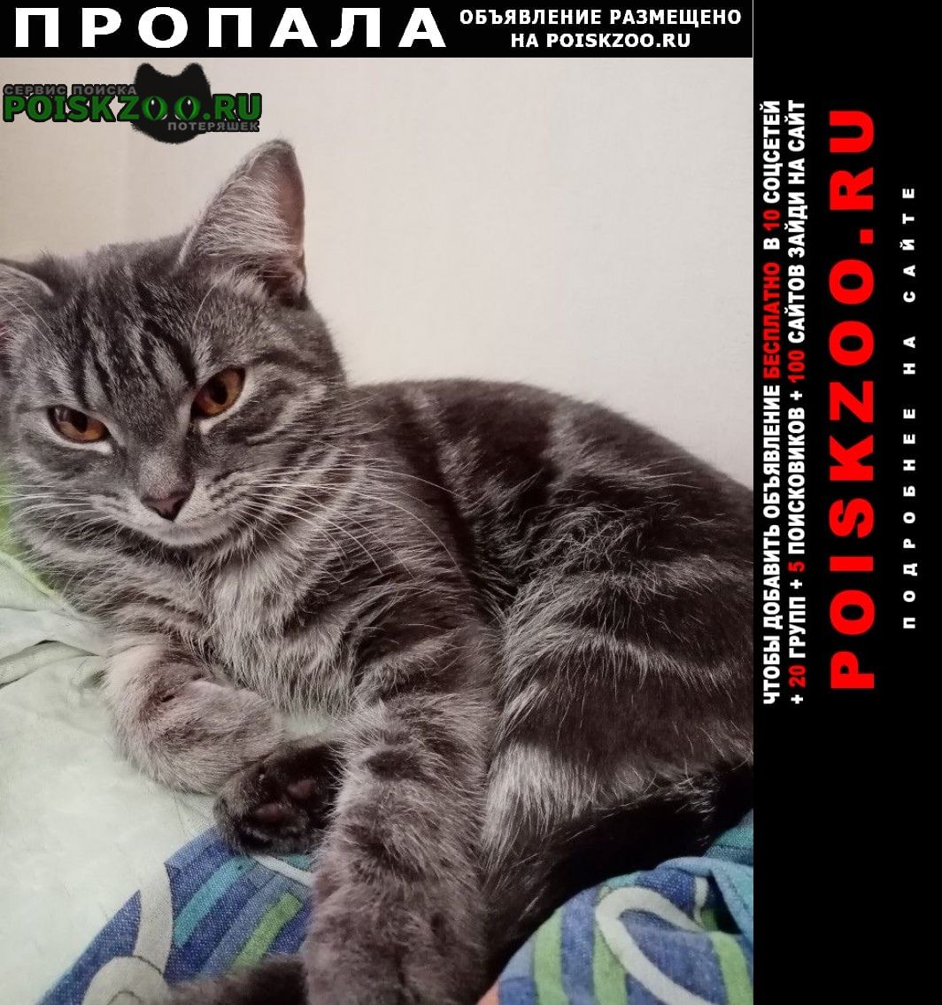 Екатеринбург Пропала кошка и 2 кошки