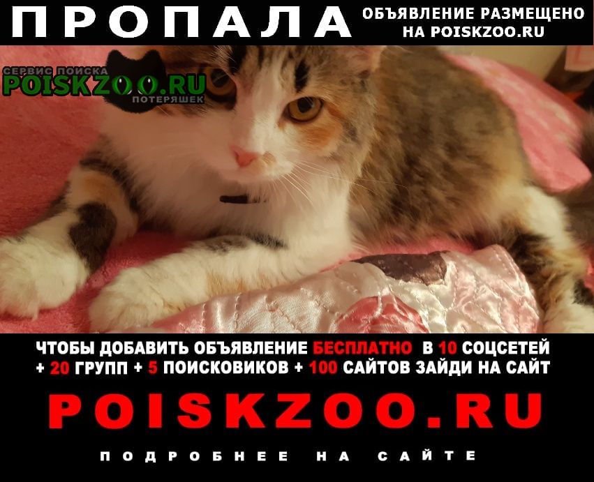 Пропала кошка прошу вернуть за вознаграждение Лиски (Воронежская обл.)