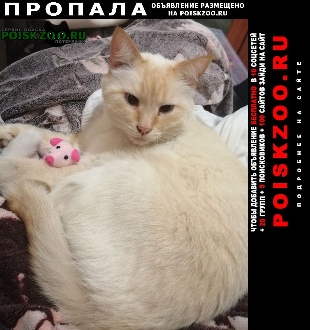 Иваново Пропал кот