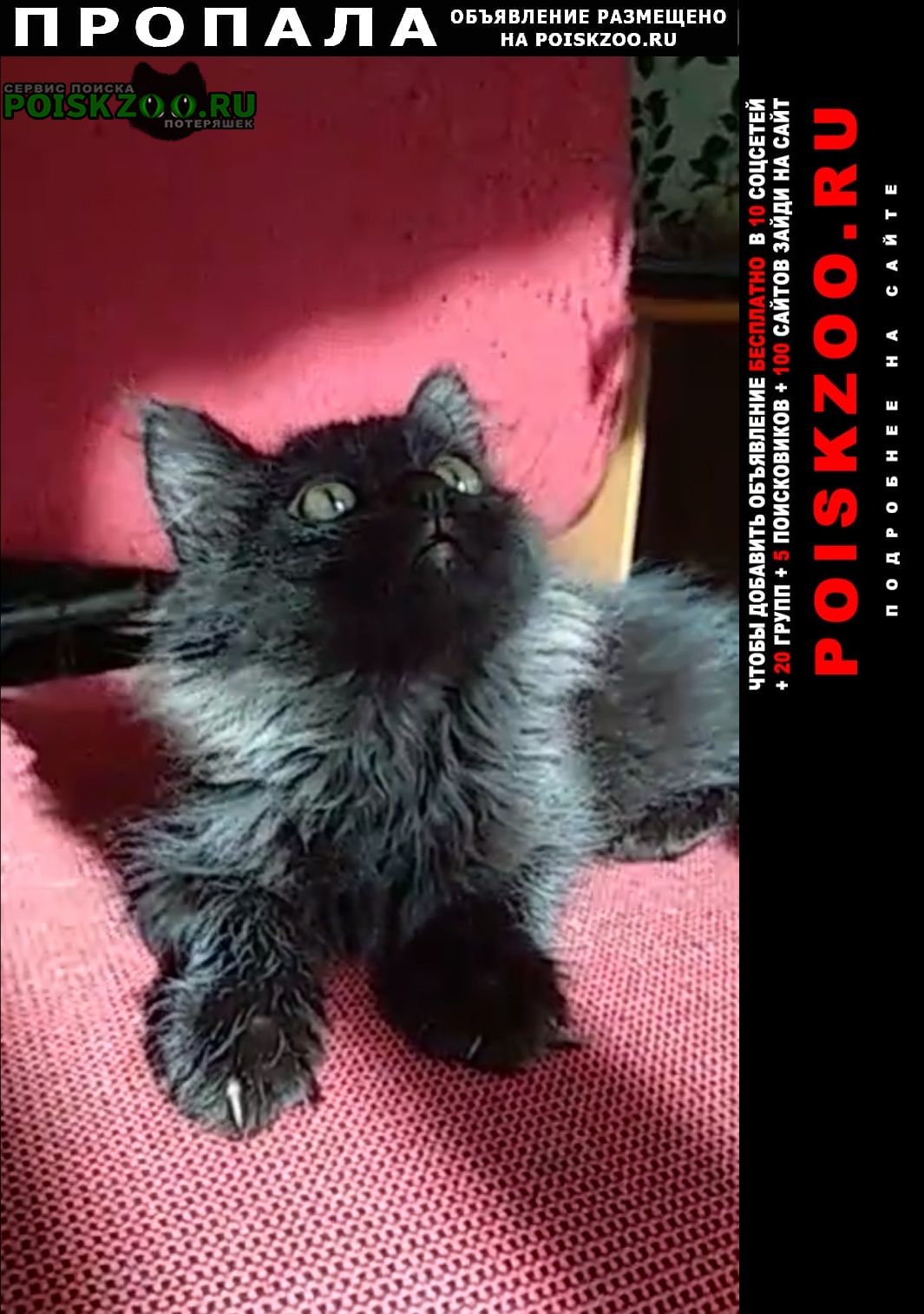 Пропал кот черный котенок Пермь