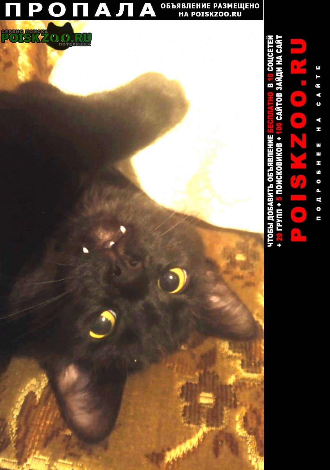 Пропал кот чёрный кот с клыками. Москва