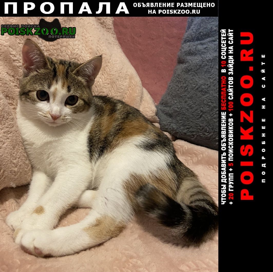 Пропала кошка нашедшему- вознаграждение Михайловка