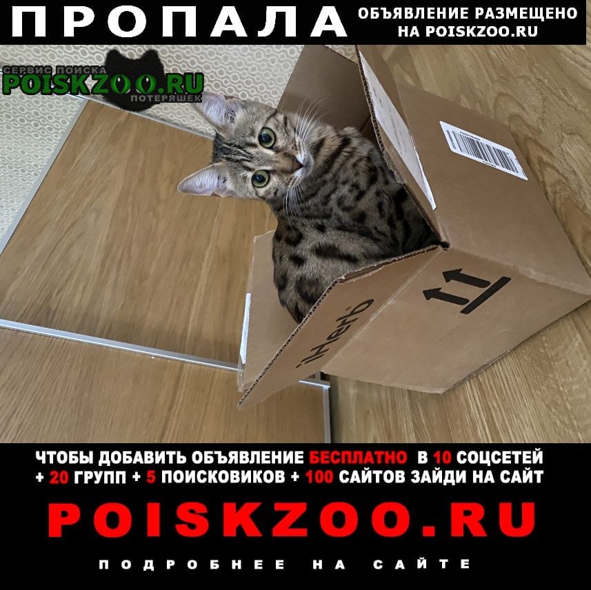 Раменское Пропала кошка новое село район пмк