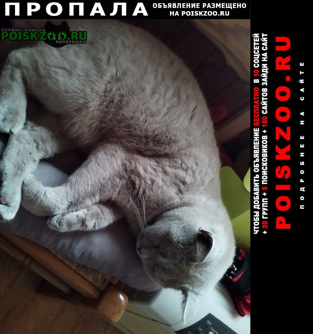 Красногорск Пропал кот дымчато серый, крупный
