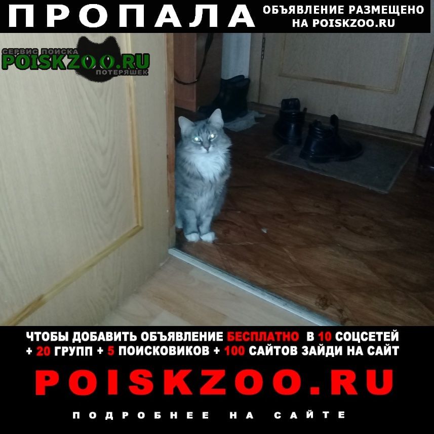 Пропала кошка Подольск