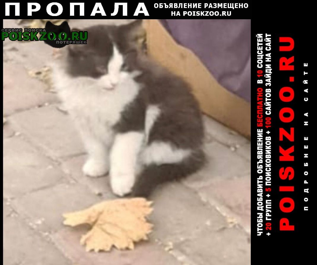Ростов-на-Дону Пропал кот вчера примерно около 22.00 кот