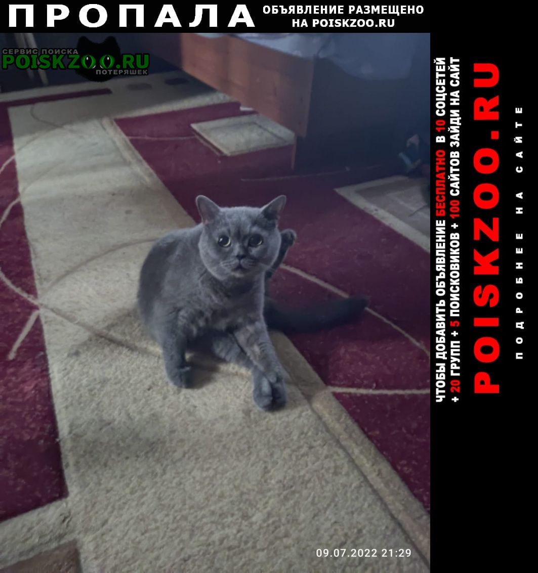 Ноябрьск Пропал кот серый британский кот