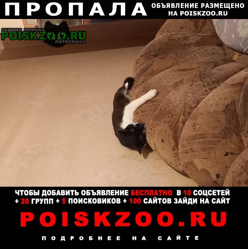 Пропала кошка кошечка по ул. новая 50 Красноярск