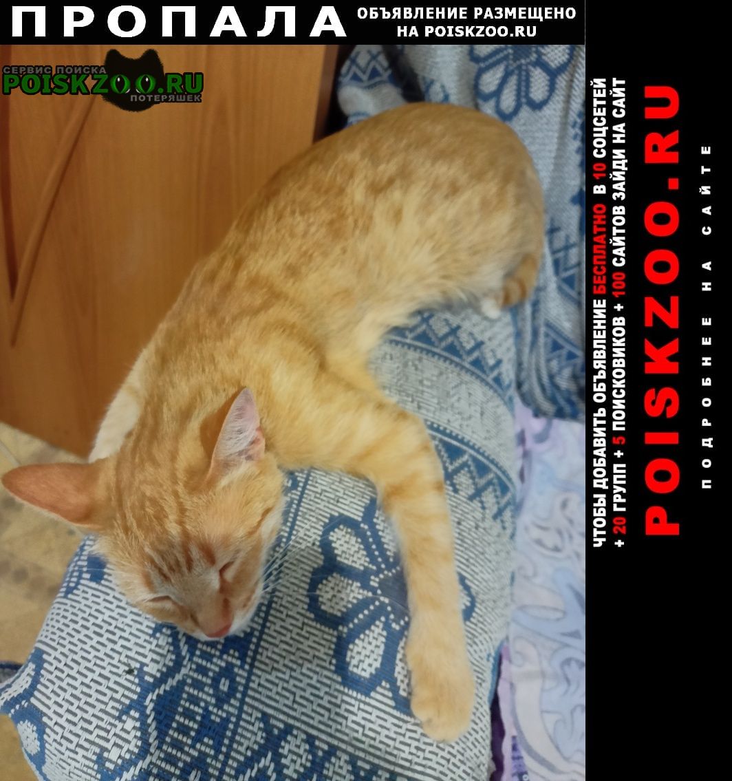 Пропала кошка в районе техстекла (ул.ломоносов Саратов