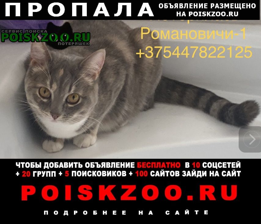 Гомель Пропала кошка романовичи-1 07.11.