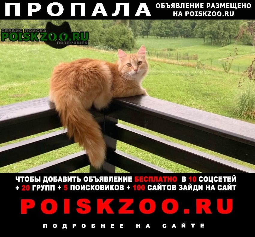 Пропала кошка просим помощи Москва