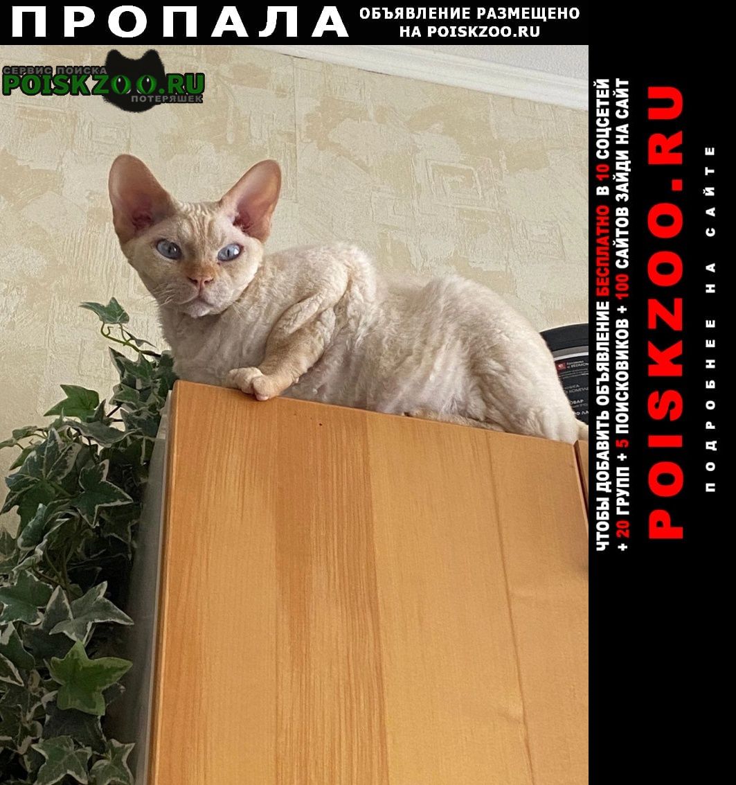 Пропал кот Домодедово