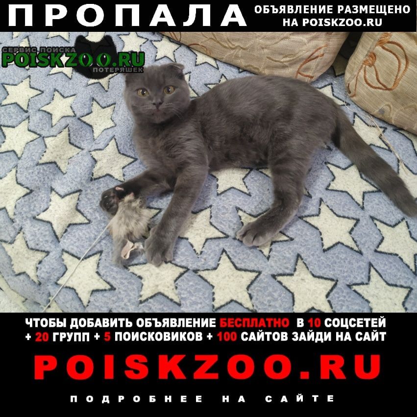 Батайск Пропал кот