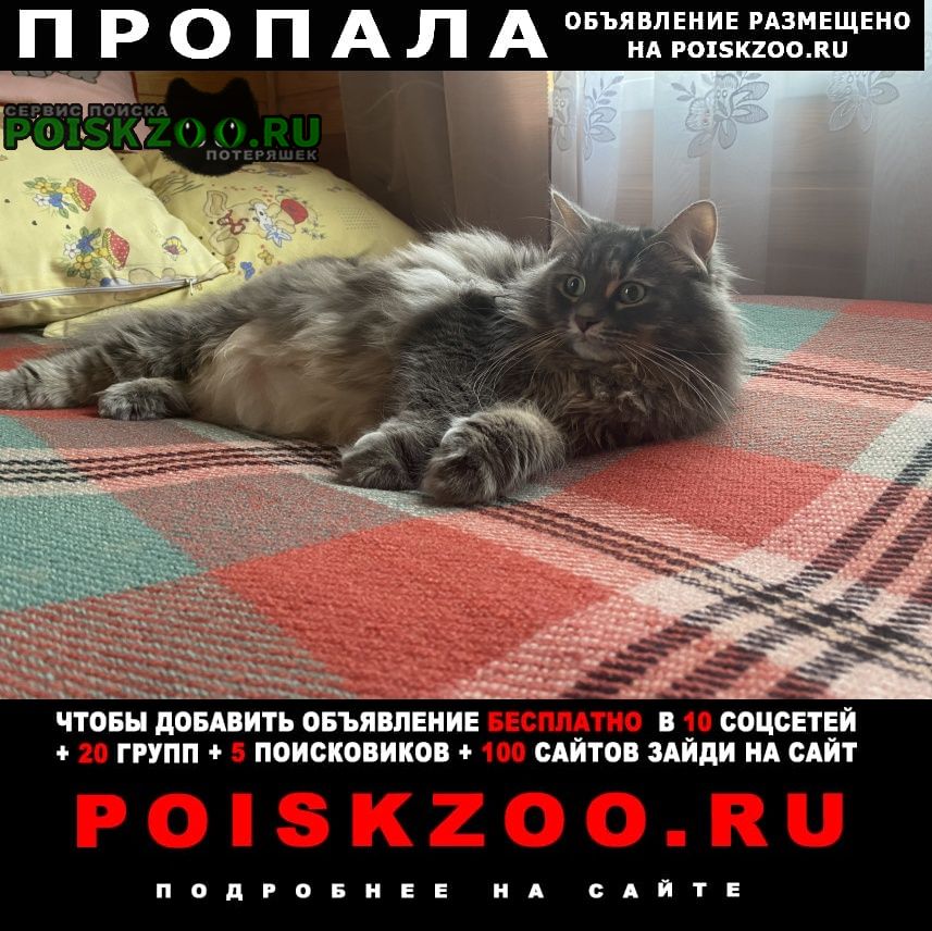Москва Пропала кошка муша