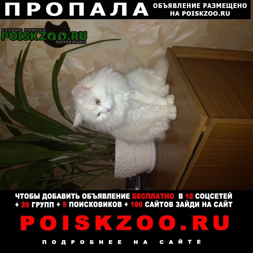 Пропала кошка Борисов