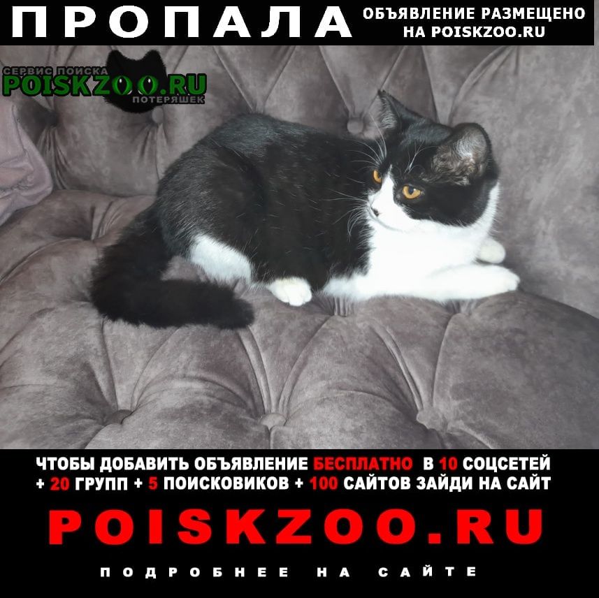 Батайск Пропала кошка