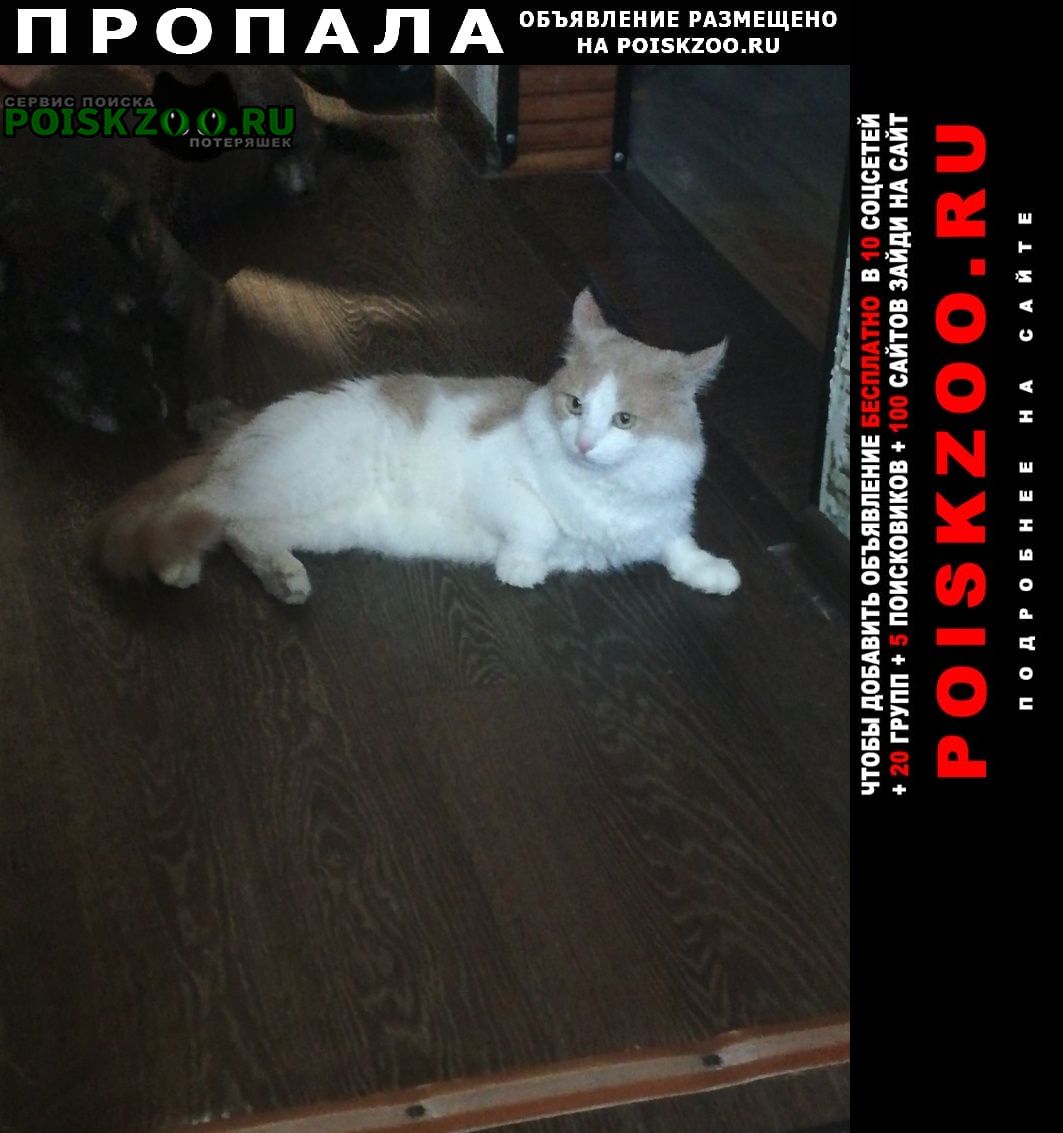 Ульяновск Пропал кот 2 года возможно за рали