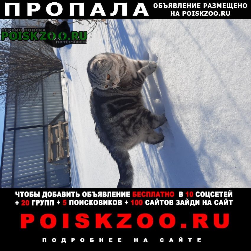 Пропал котик Рубцовск