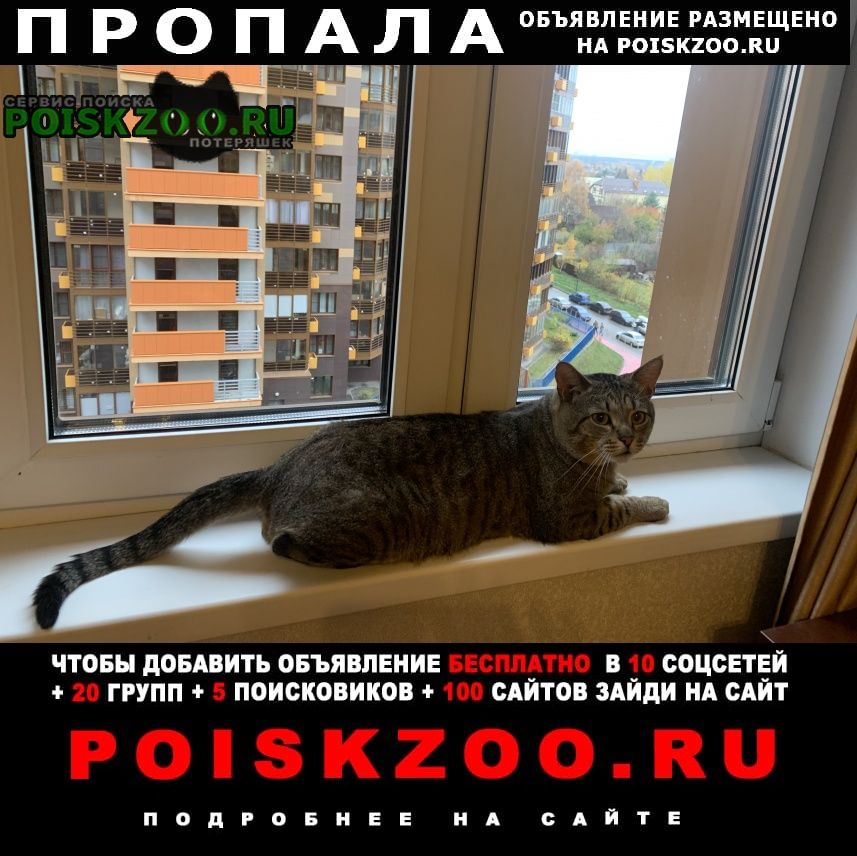Дорохово Пропал кот дарик