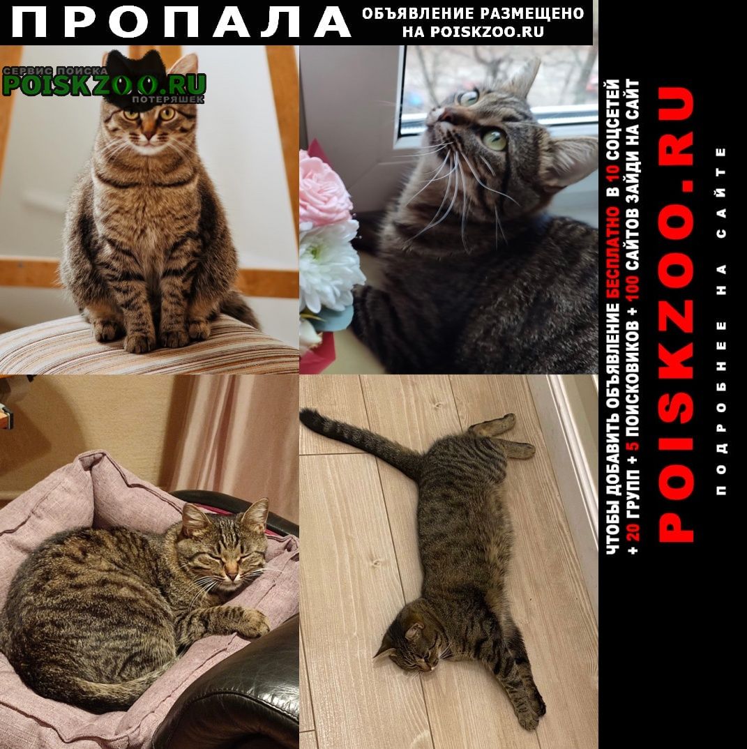 Пропала кошка Ярославль