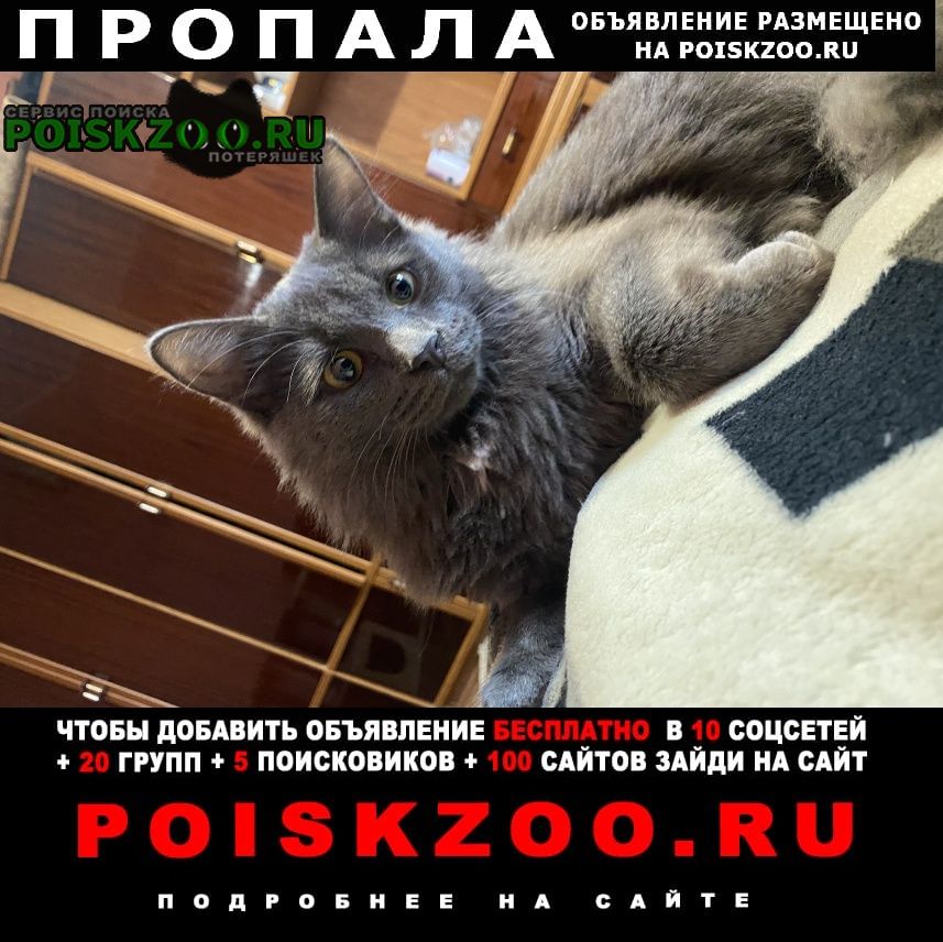 Голицыно (Московская обл.) Пропал кот зовут микки. на улице ни разу не был.