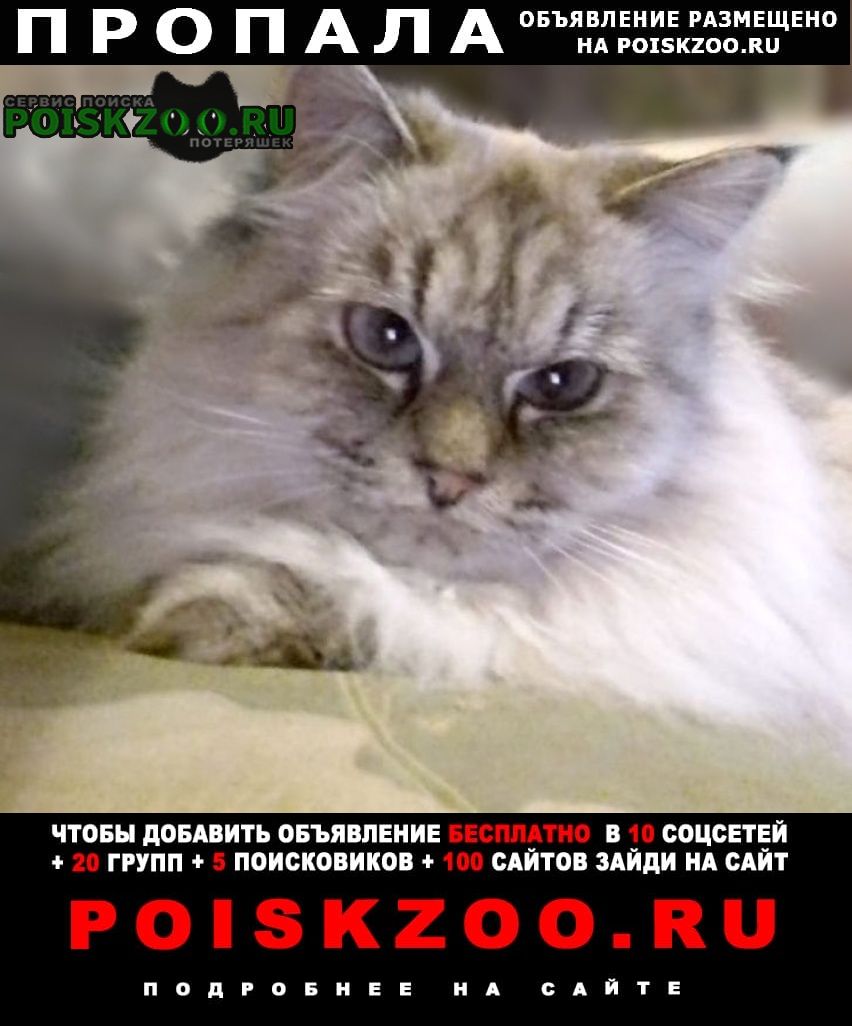 Пропала кошка Михнево